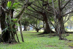 17.3.31Taman Rimba Kiara.IMG_6390-1.web.1