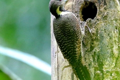 Woodpecker, Buff-necked.Female.3N2A1442.web