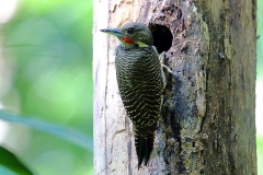 Woodpecker, Buff-necked.Male.web