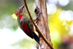 Woodpecker, Checker-throated.IMG_9569.web.1