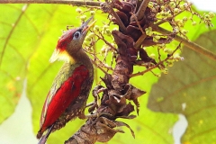 Woodpecker, Crimson-winged .Female.IMG_4035.web