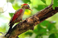 Woodpecker, Crimson-winged.Male.3N2A8309.web