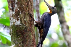 Woodpecker, Great Slaty .Female.3N2A9394 web