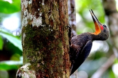 Woodpecker, Great Slaty.Male.3N2A9377-1.web