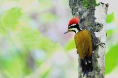 Woodpecker, Olive-backed .Male.IMG_7342.2.web