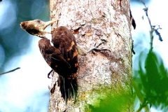Woodpecker, Orange-backed .Female..IMG_6028-1.web