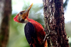 Woodpecker, Orange-backed.Male.IMG_8094.web