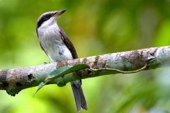 Woodshrike, Large .3N2A3491.web