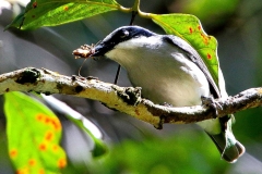 Woodshrike, Large.3N2A9375-1.web